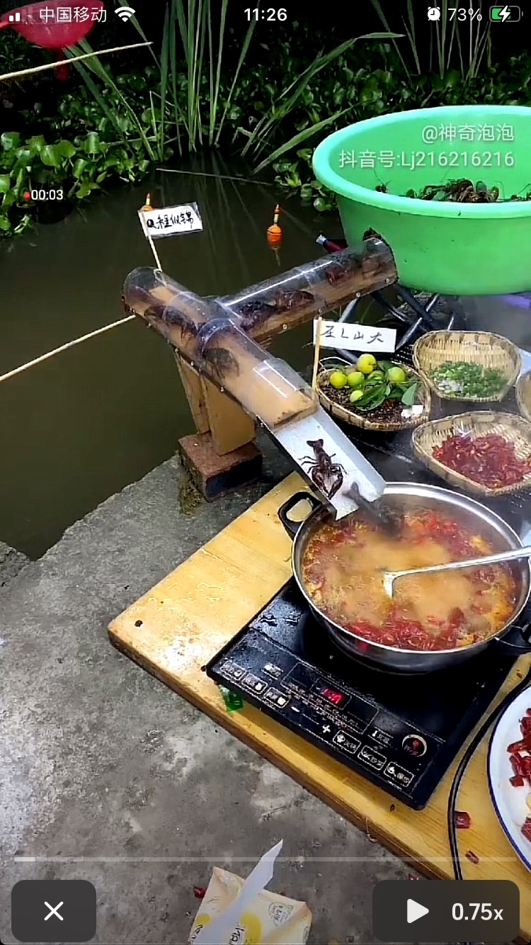 喂蚂蚁的视频热度竟然这么大