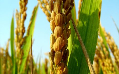 小红书运营指南：视频与图文内容流量对比分析